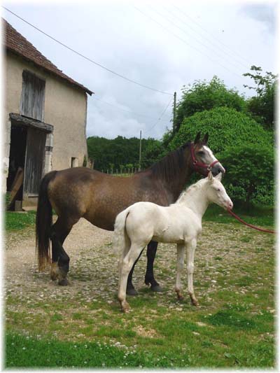 le bouvier des flandres et le cheval - Elevage du CLOS DE LA LUETTE - COPYRIGHT DEPOSE